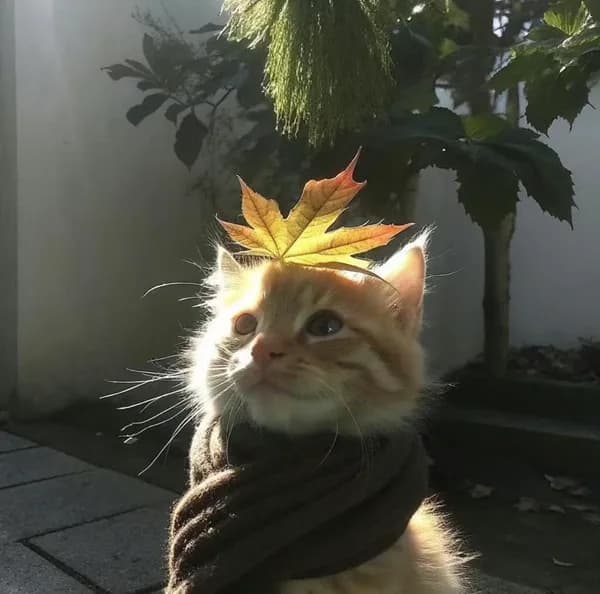 Meme mèo dễ thương — má hồng cute