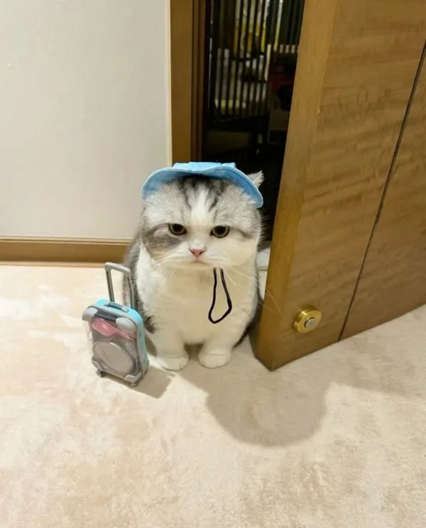 Meme mèo dễ thương: mặt ngại ngùng (004)