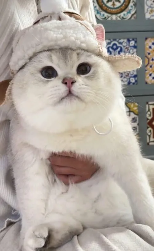 Meme mèo dễ thương — biểu cảm ấm áp