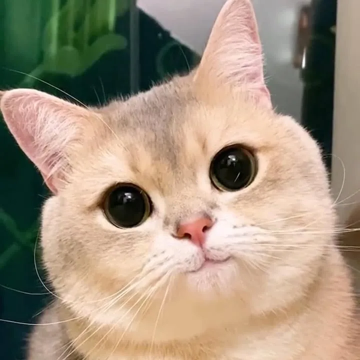 Meme mèo dễ thương: vibe chill tối (008)