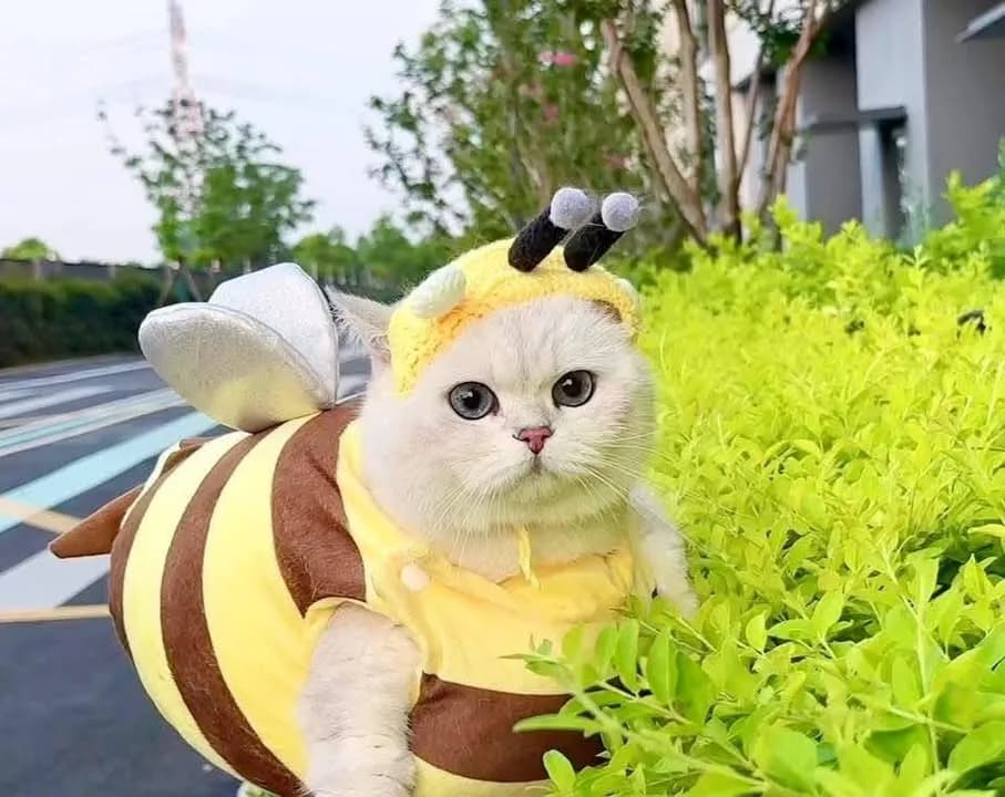 Meme mèo dễ thương #010 · tai cụp dễ thương