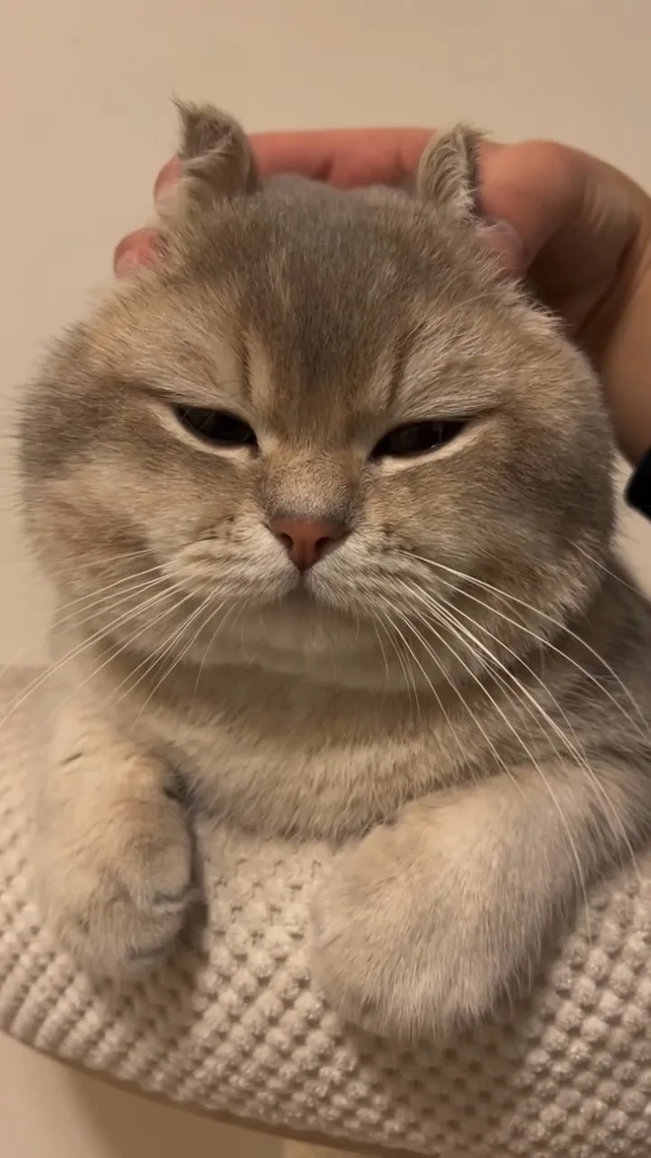 Meme mèo dễ thương — tone pastel ấm