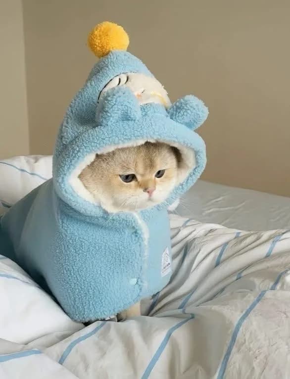 Meme mèo dễ thương #014 · look hỏi thăm