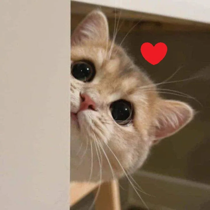 Meme mèo dễ thương: má ửng hồng (016)