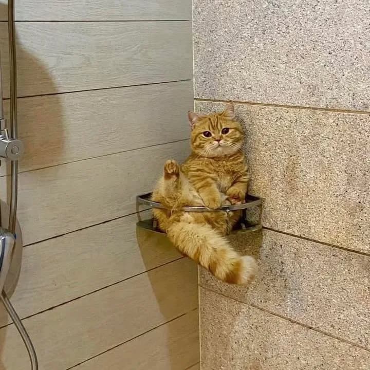 Meme mèo dễ thương — góc nghiêng cute