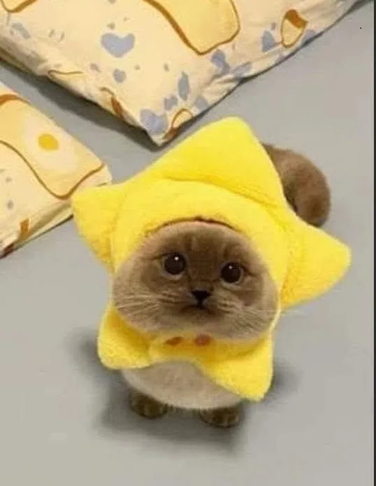 Vibe ôm ấp · Meme mèo dễ thương 019