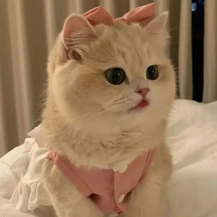 Meme mèo dễ thương — má hồng cute · 021.jpg