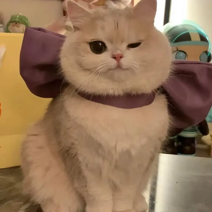 Meme mèo dễ thương #022 · ánh mắt long lanh