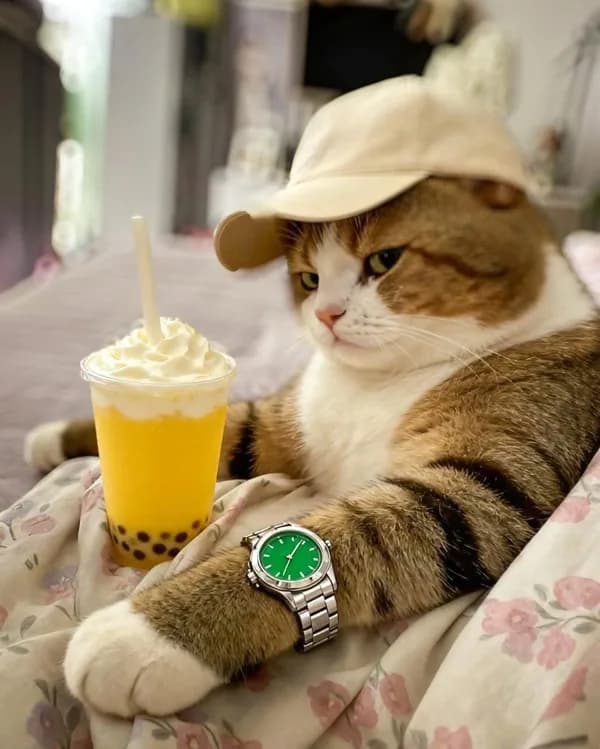 Meme mèo dễ thương #026 · look siêu soft