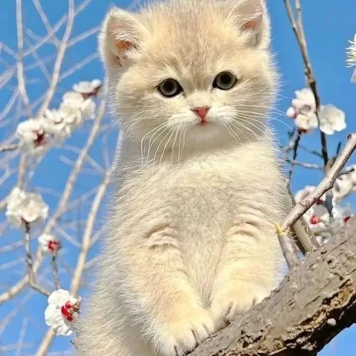 Meme mèo dễ thương: vibe chill tối (028)