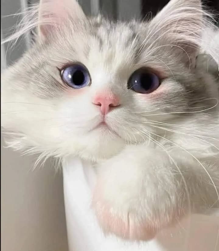 Mắt tròn xoe · Meme mèo dễ thương 031