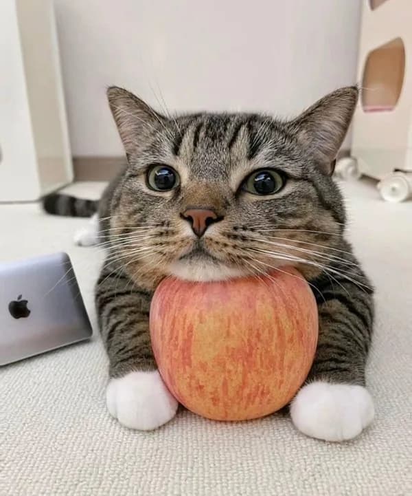 Meme mèo dễ thương: pose selfie mèo (032)