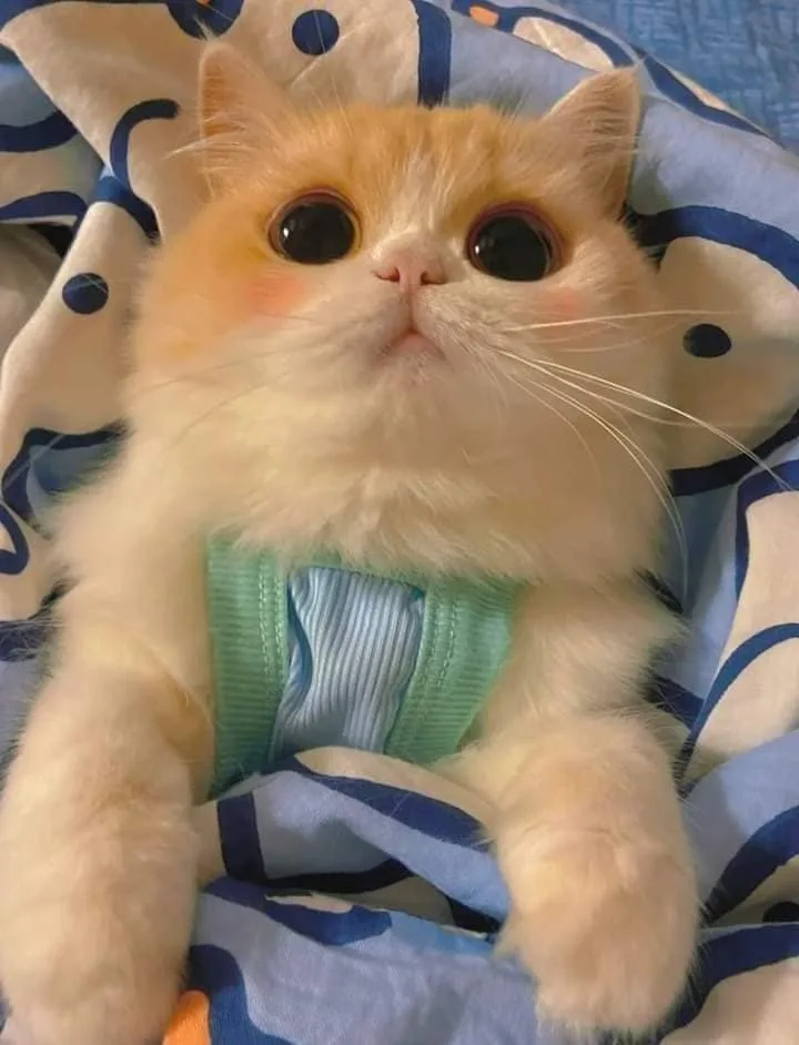 Meme mèo dễ thương #034 · look hỏi thăm