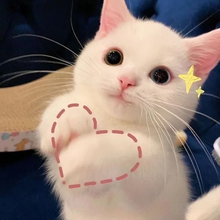 Meme mèo dễ thương: má ửng hồng (036)