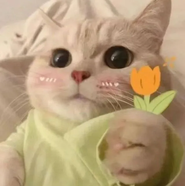 Meme mèo dễ thương — góc nghiêng cute · 037.jpg