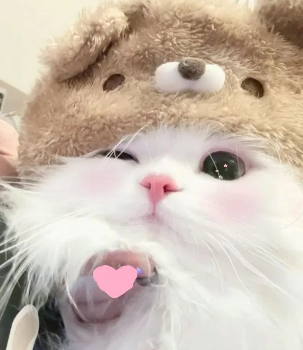Vibe ôm ấp · Meme mèo dễ thương 039