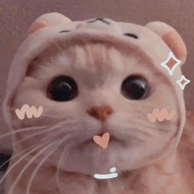 Meme mèo dễ thương: ánh nhìn dịu (040)