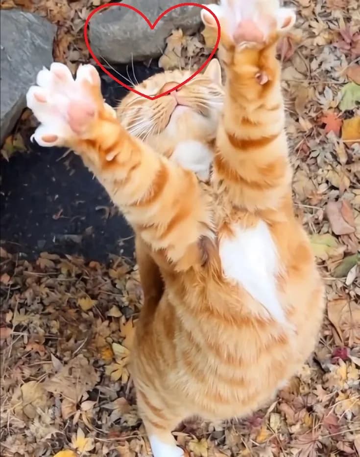 Meme mèo dễ thương — má hồng cute · 041.jpg