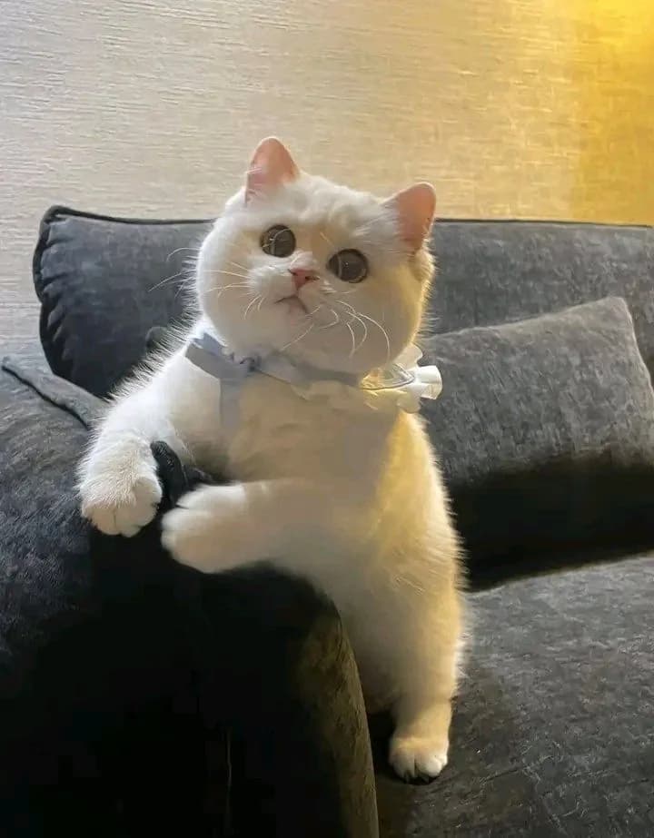 Pose ôm gối · Meme mèo dễ thương 043