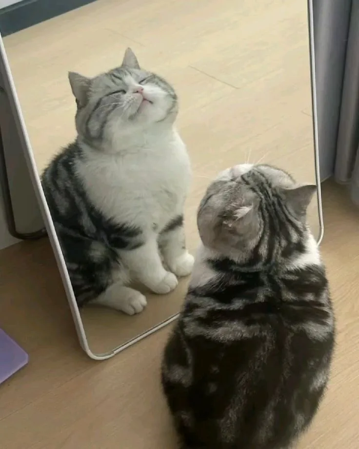 Meme mèo dễ thương — biểu cảm ấm áp · 045.jpg