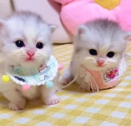 Đáng yêu hết nấc · Meme mèo dễ thương 047