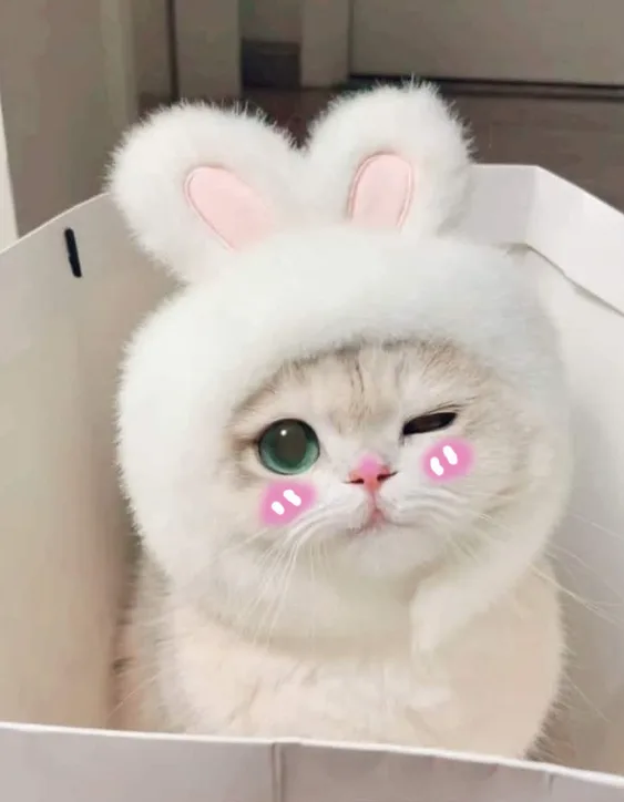 Meme mèo dễ thương: vibe chill tối (048)