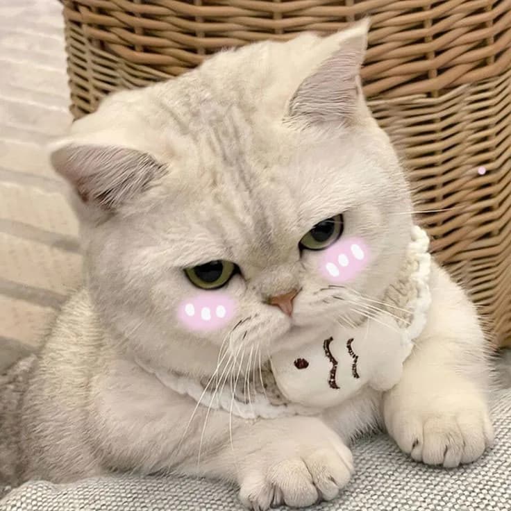 Meme mèo dễ thương — nụ cười mỉm · 049.jpg