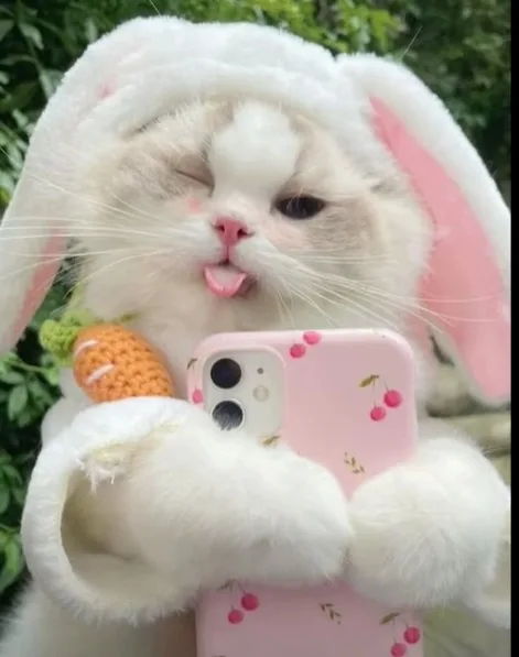 Meme mèo dễ thương #050 · tai cụp dễ thương