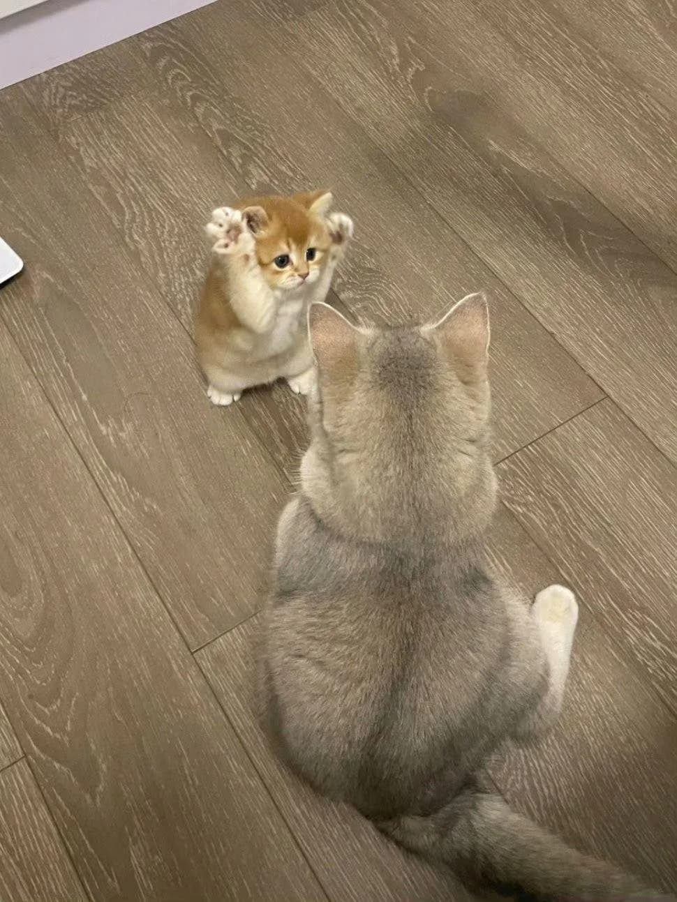 Mắt tròn xoe · Meme mèo dễ thương 051
