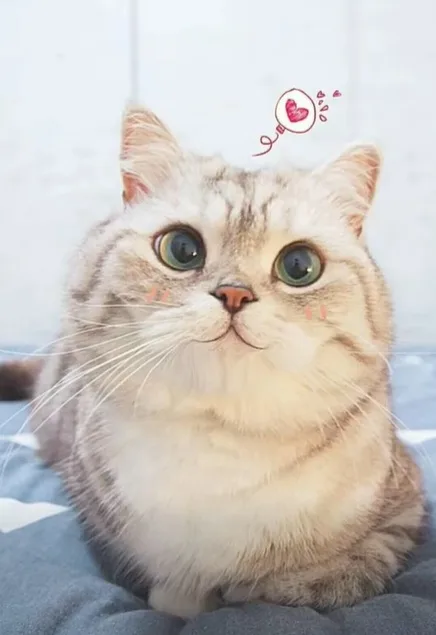 Meme mèo dễ thương: pose selfie mèo (052)