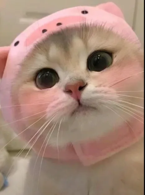 Meme mèo dễ thương — tone pastel ấm · 053.jpg