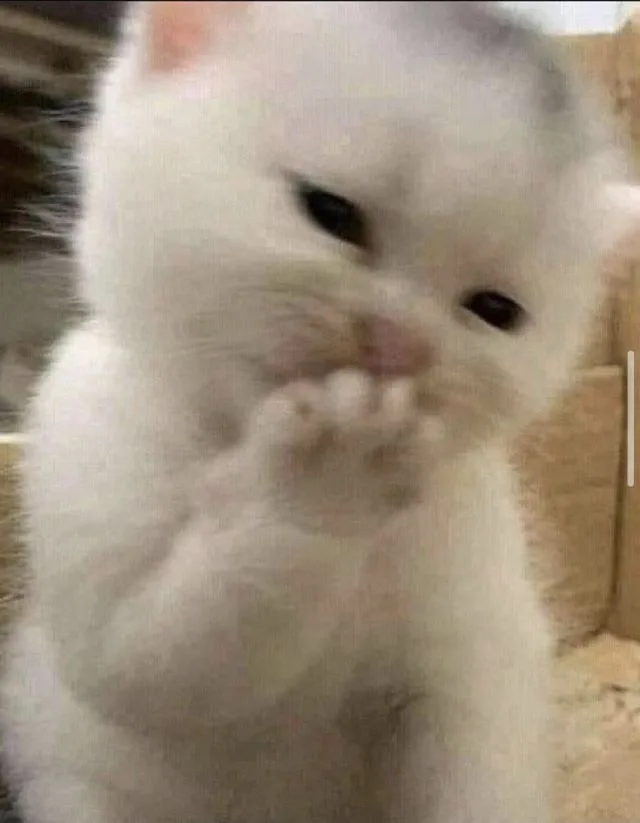 Meme mèo dễ thương — góc nghiêng cute · 057.jpg
