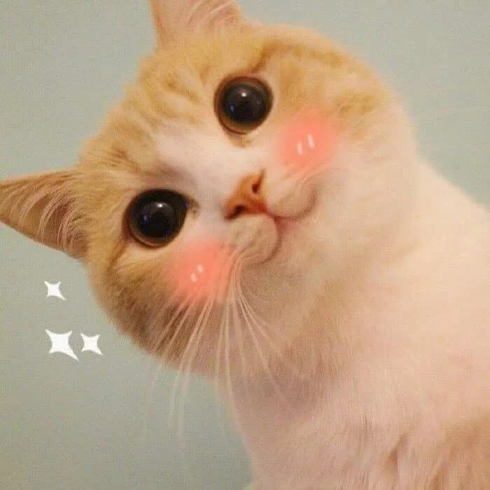 Meme mèo dễ thương #058 · biểu cảm chờ phản hồi