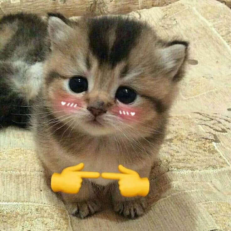 Meme mèo dễ thương: ánh nhìn dịu (060)