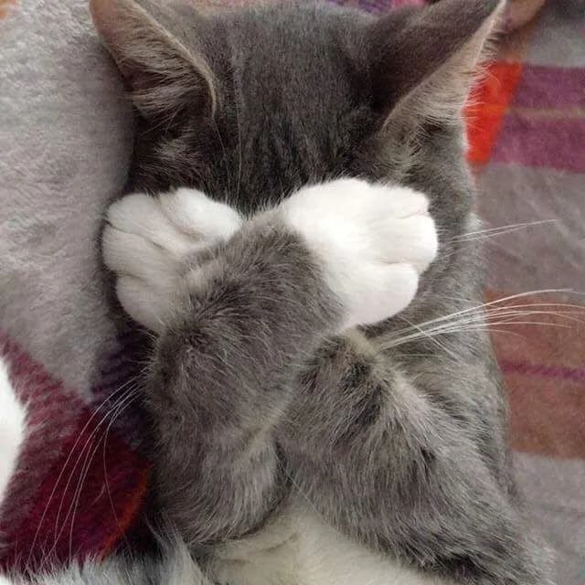 Meme mèo dễ thương: mặt ngại ngùng (064)