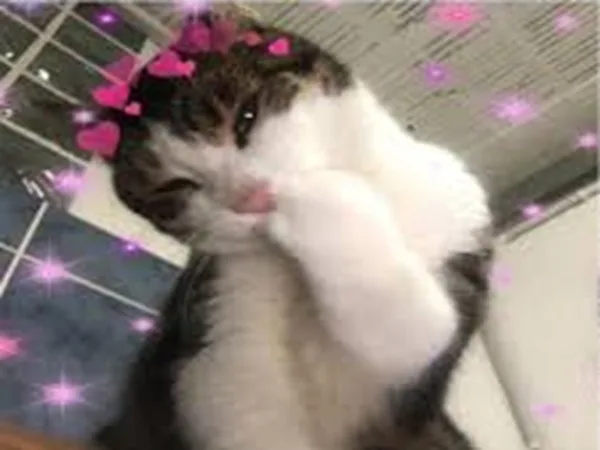Đáng yêu hết nấc · Meme mèo dễ thương 067