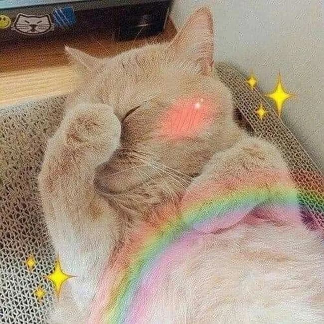 Meme mèo dễ thương: vibe chill tối (068)