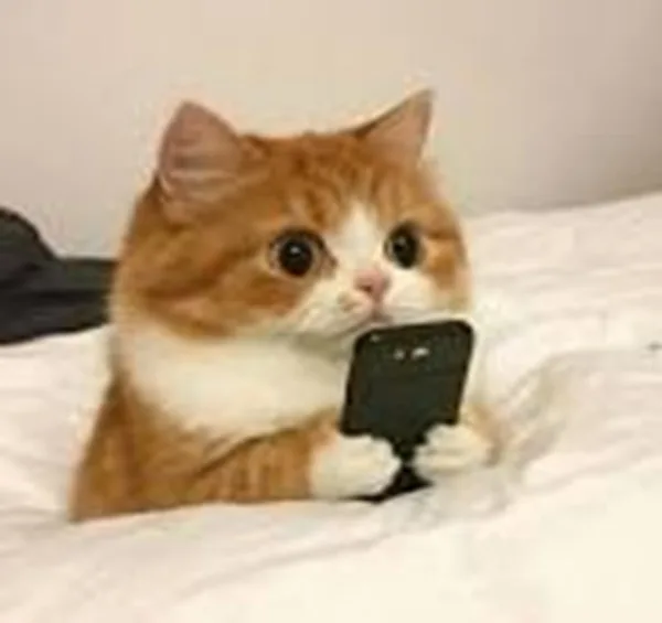 Meme mèo hài caption — xin lỗi năn nỉ