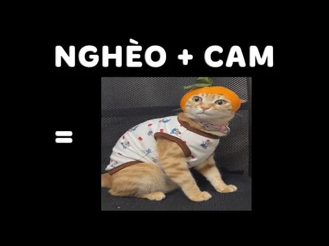 Mặt chết người · Meme mèo hài caption 003