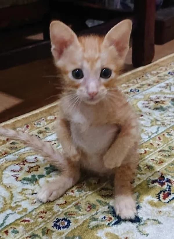 Meme mèo hài caption — vibe 'em sai rồi'