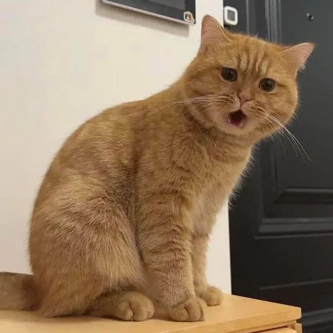 Meme mèo hài caption #006 · năn nỉ quá trời