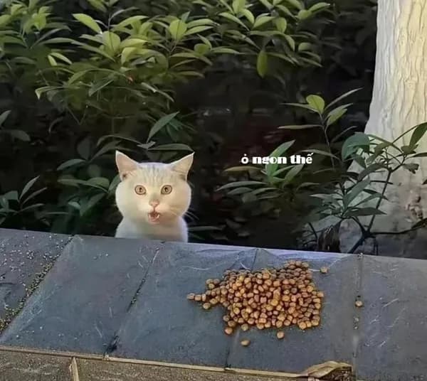 Caption drama nhẹ · Meme mèo hài caption 007