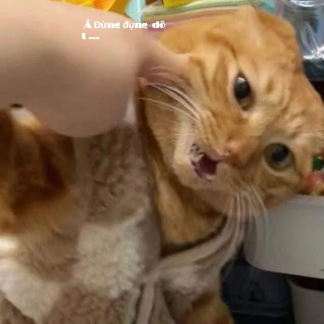 Meme mèo hài caption: look cầu xin (008)