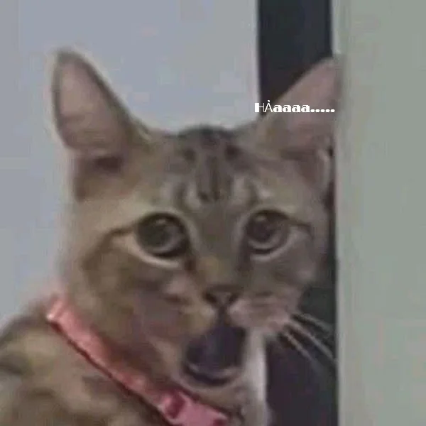 Meme mèo hài caption — mèo nói chuyện