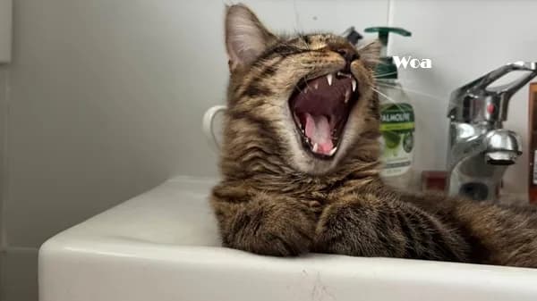 Meme mèo hài caption #010 · caption tếu táo