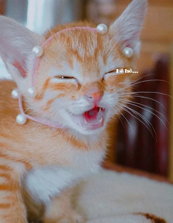 Biểu cảm 'tha cho em' · Meme mèo hài caption 011