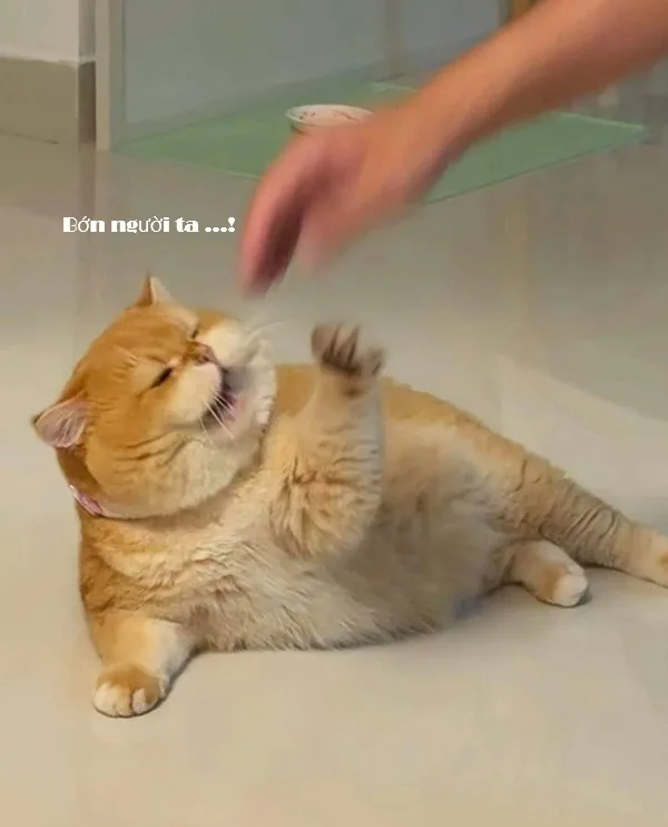Meme mèo hài caption: hài tình huống (012)