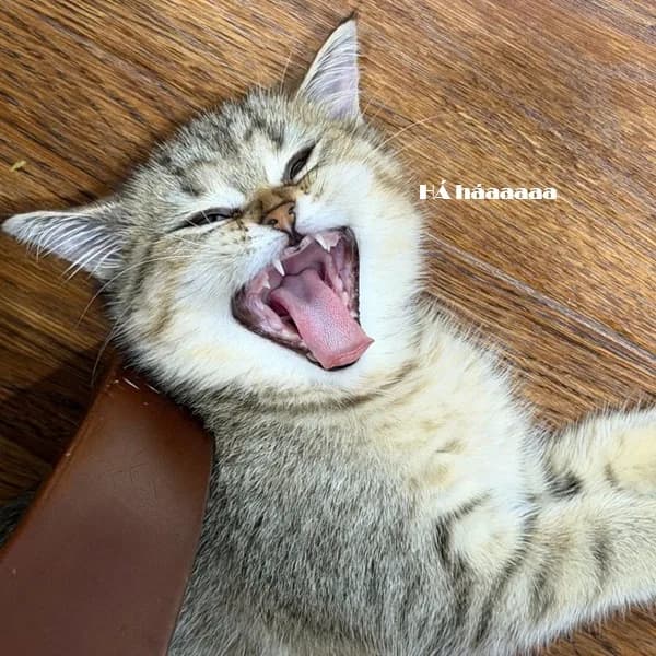 Meme mèo hài caption — caption Zalo sẵn