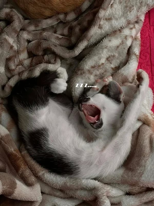 Meme mèo hài caption #014 · vibe đổ lỗi dễ thương