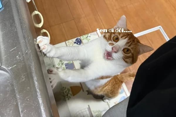 Meme mèo hài caption — năn nỉ kiểu mèo